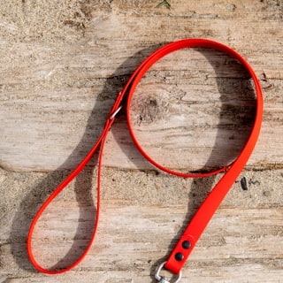 Padded leash