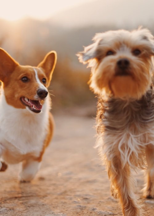 Pet care store app example